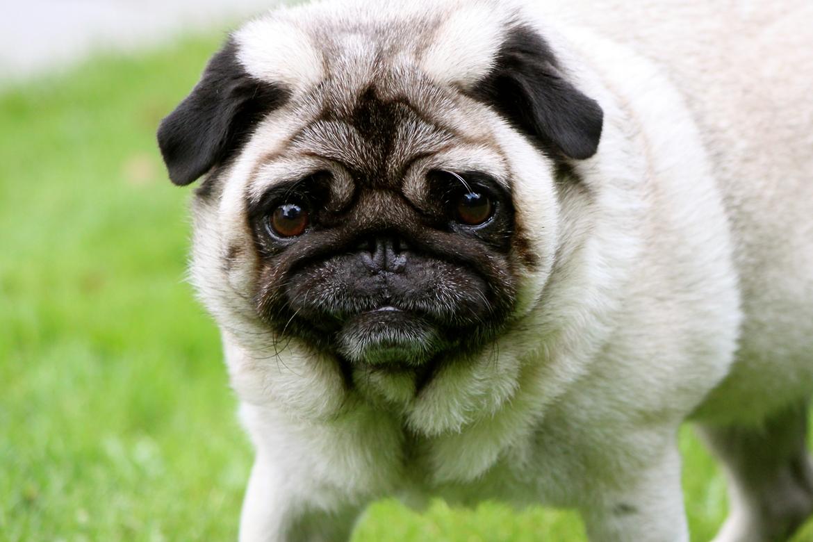 Mops Adeltands Soya *Berta* billede 7