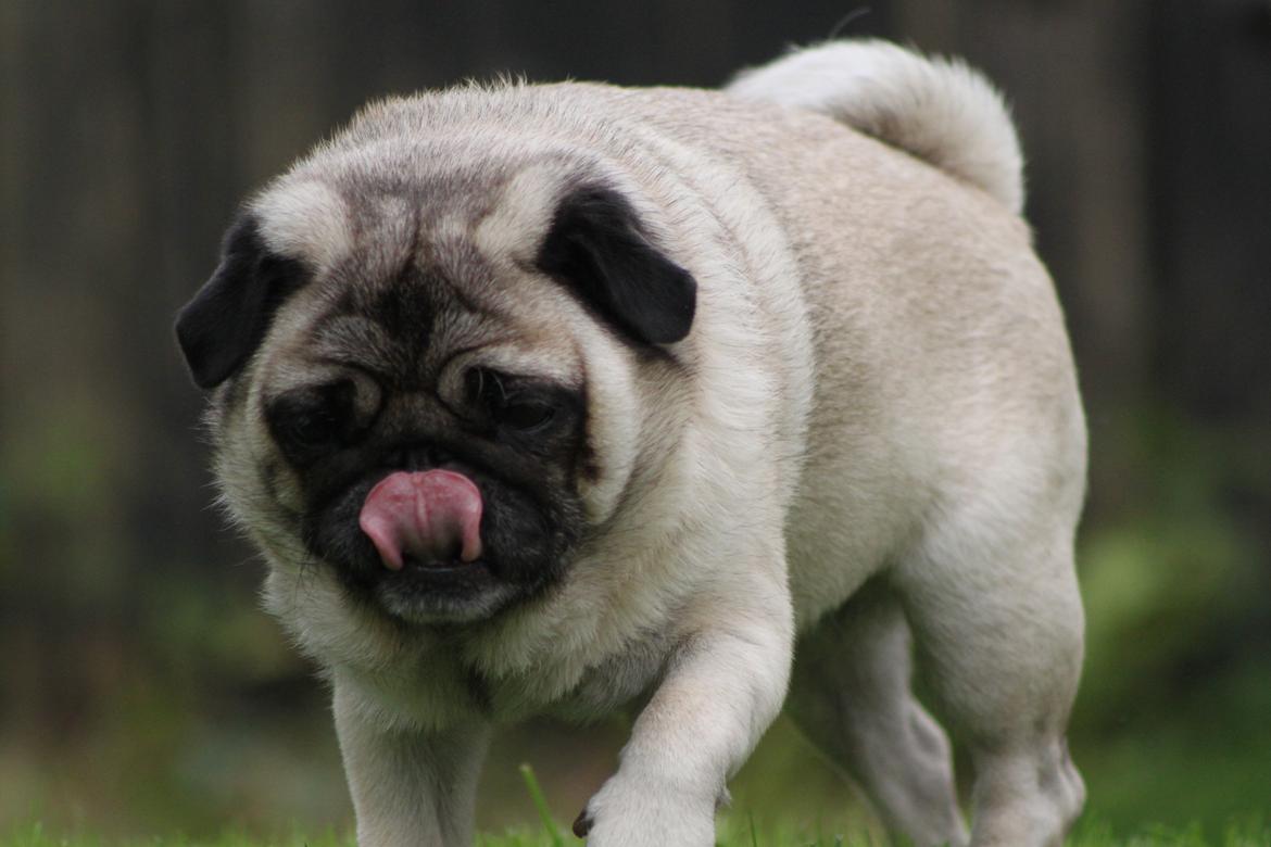 Mops Adeltands Soya *Berta* billede 5