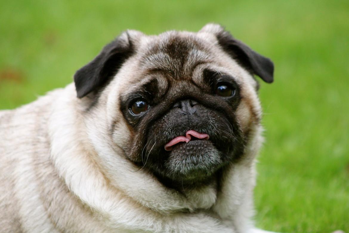 Mops Adeltands Soya *Berta* billede 9
