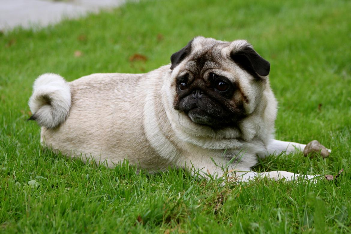 Mops Adeltands Soya *Berta* billede 2