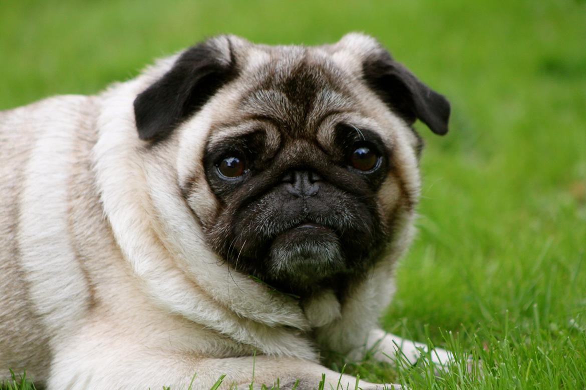 Mops Adeltands Soya *Berta* billede 1