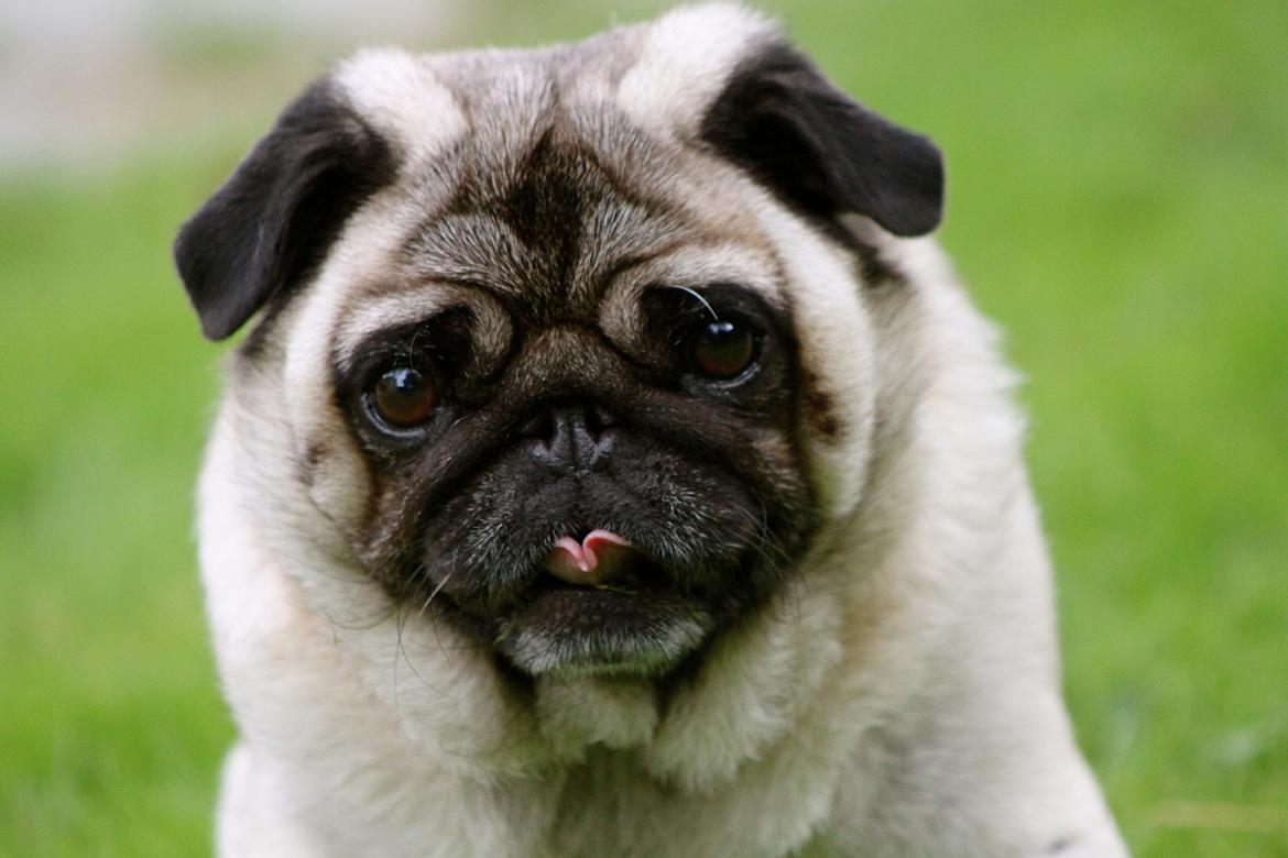 Mops Adeltands Soya *Berta* billede 10
