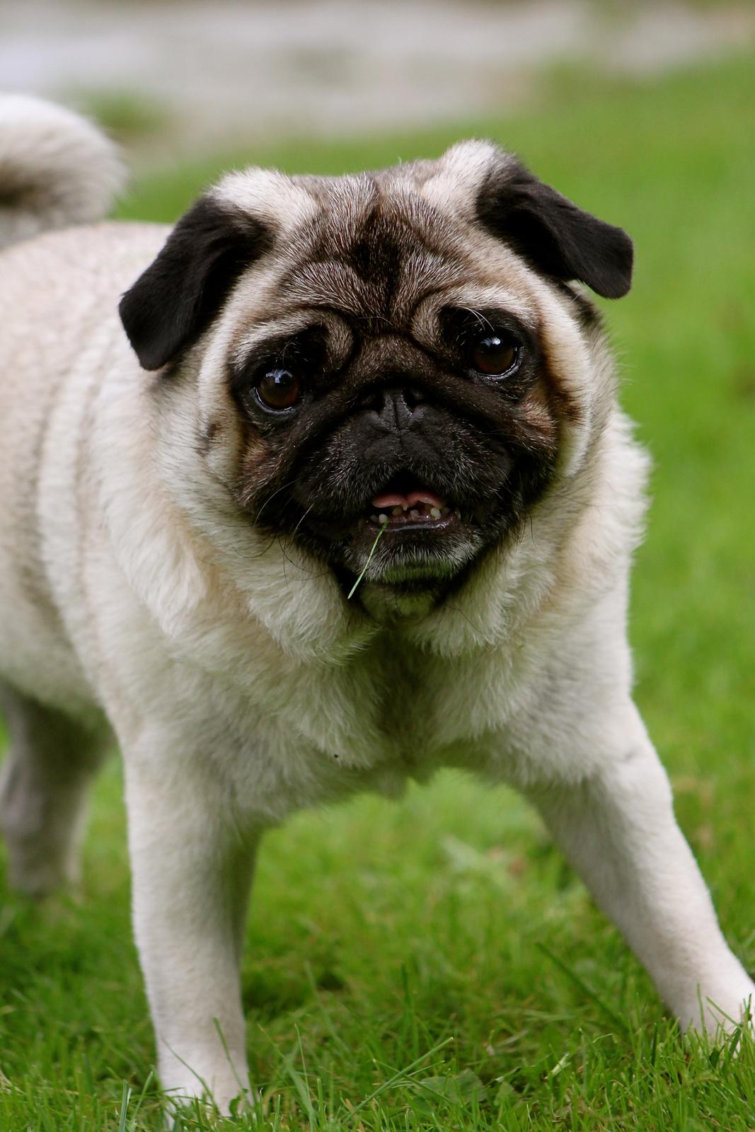 Mops Adeltands Soya *Berta* billede 12