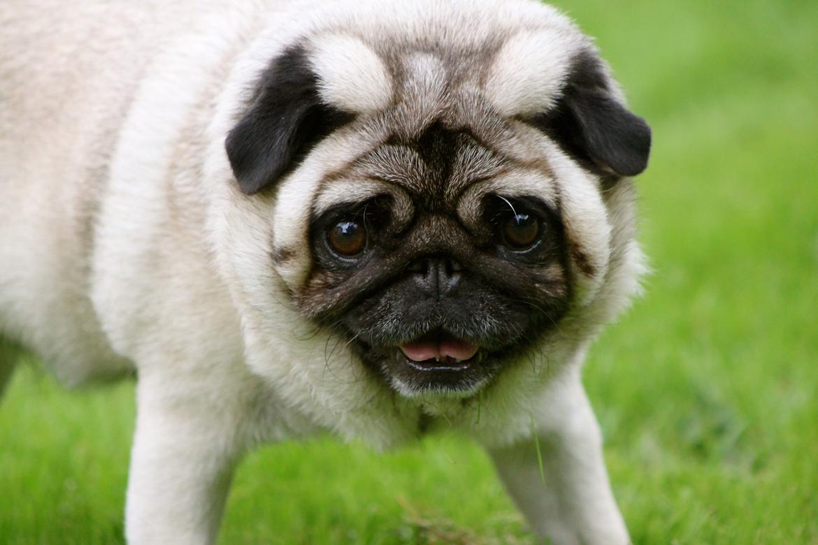 Mops Adeltands Soya *Berta* billede 11