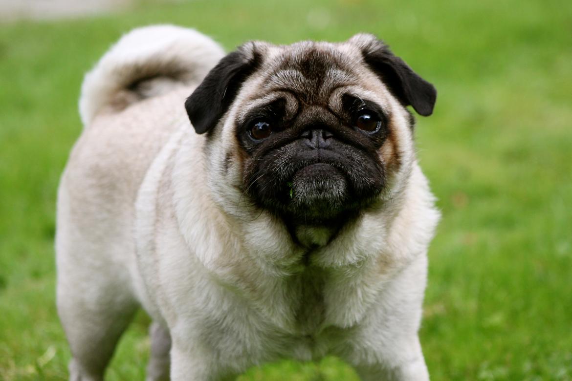 Mops Adeltands Soya *Berta* billede 13