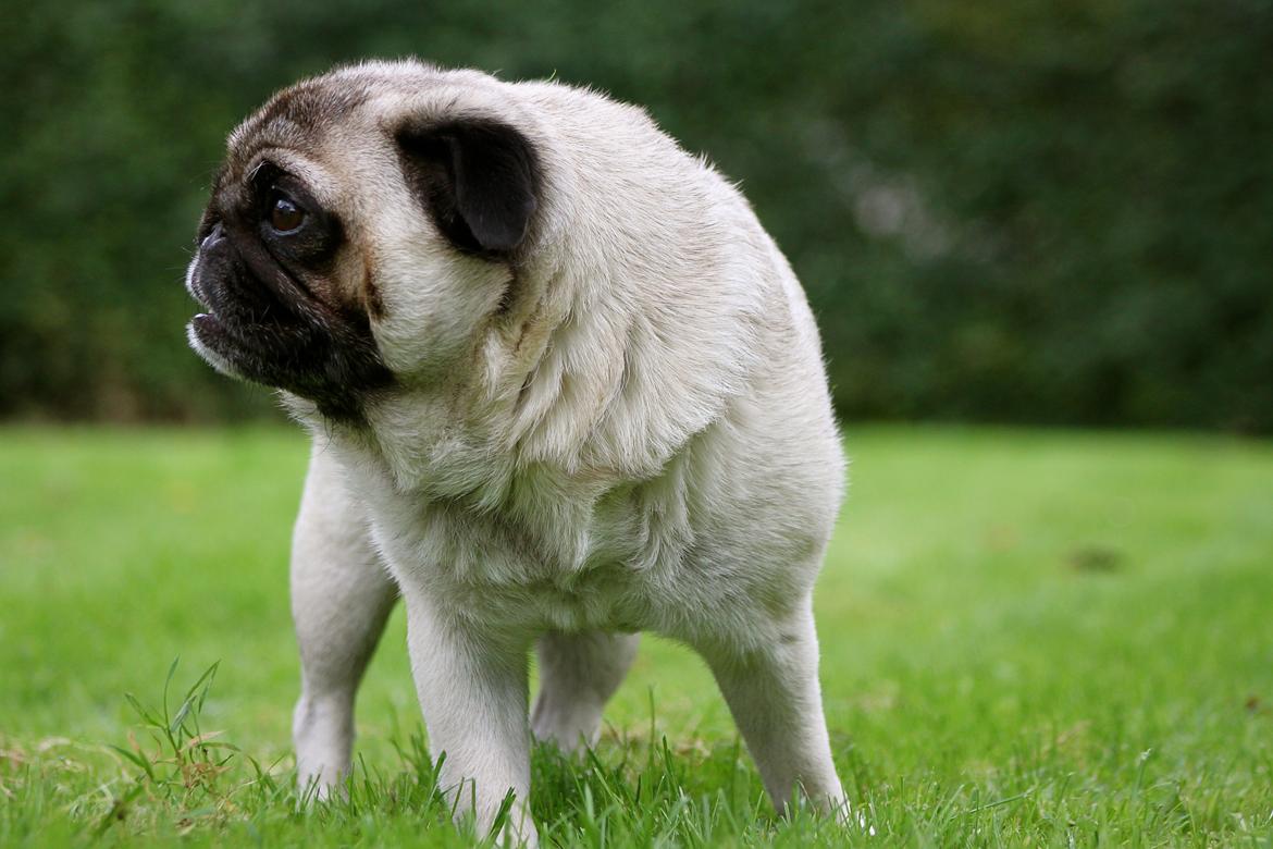 Mops Adeltands Soya *Berta* billede 15