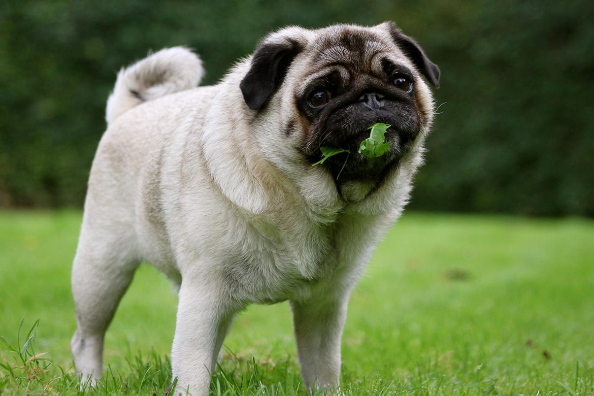 Mops Adeltands Soya *Berta* billede 14