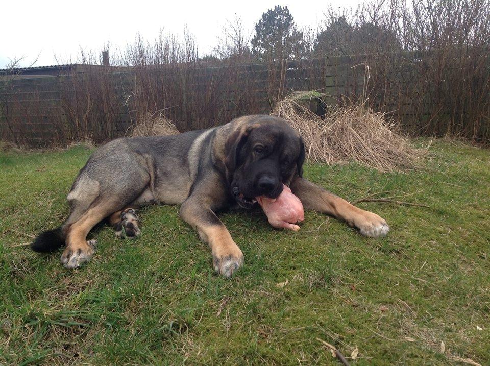 Mastin español Frekes bering billede 20