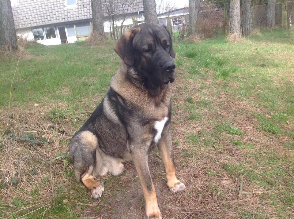 Mastin español Frekes bering billede 21