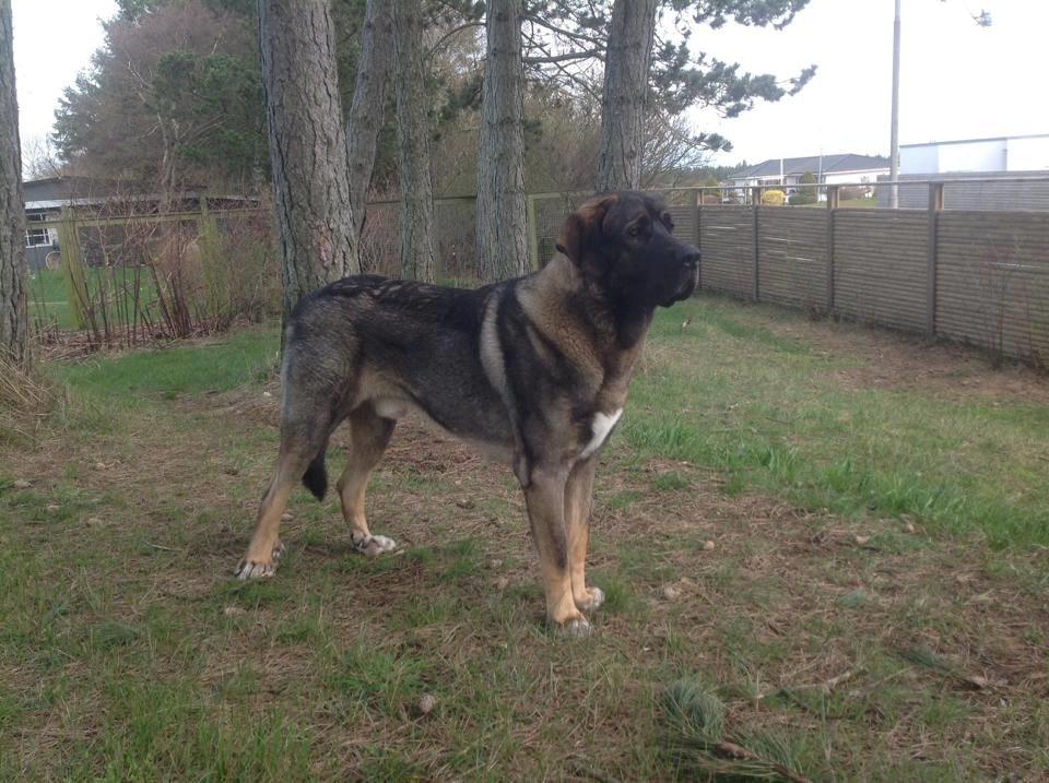 Mastin español Frekes bering billede 22