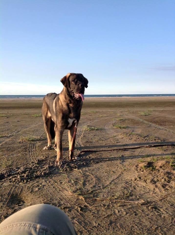 Mastin español Frekes bering billede 23