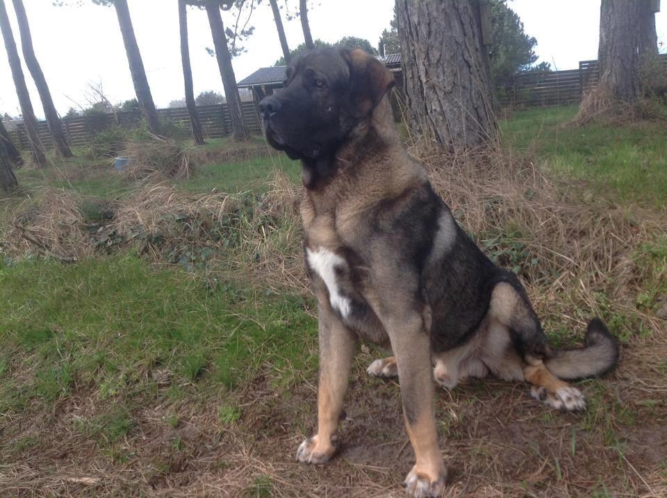 Mastin español Frekes bering billede 24