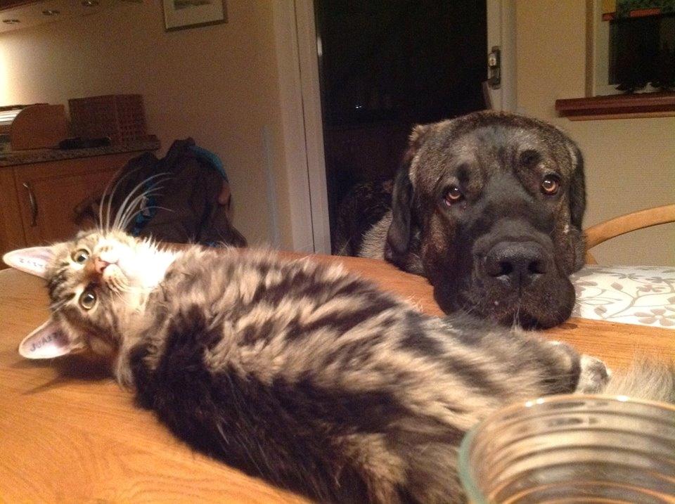 Mastin español Frekes bering billede 25