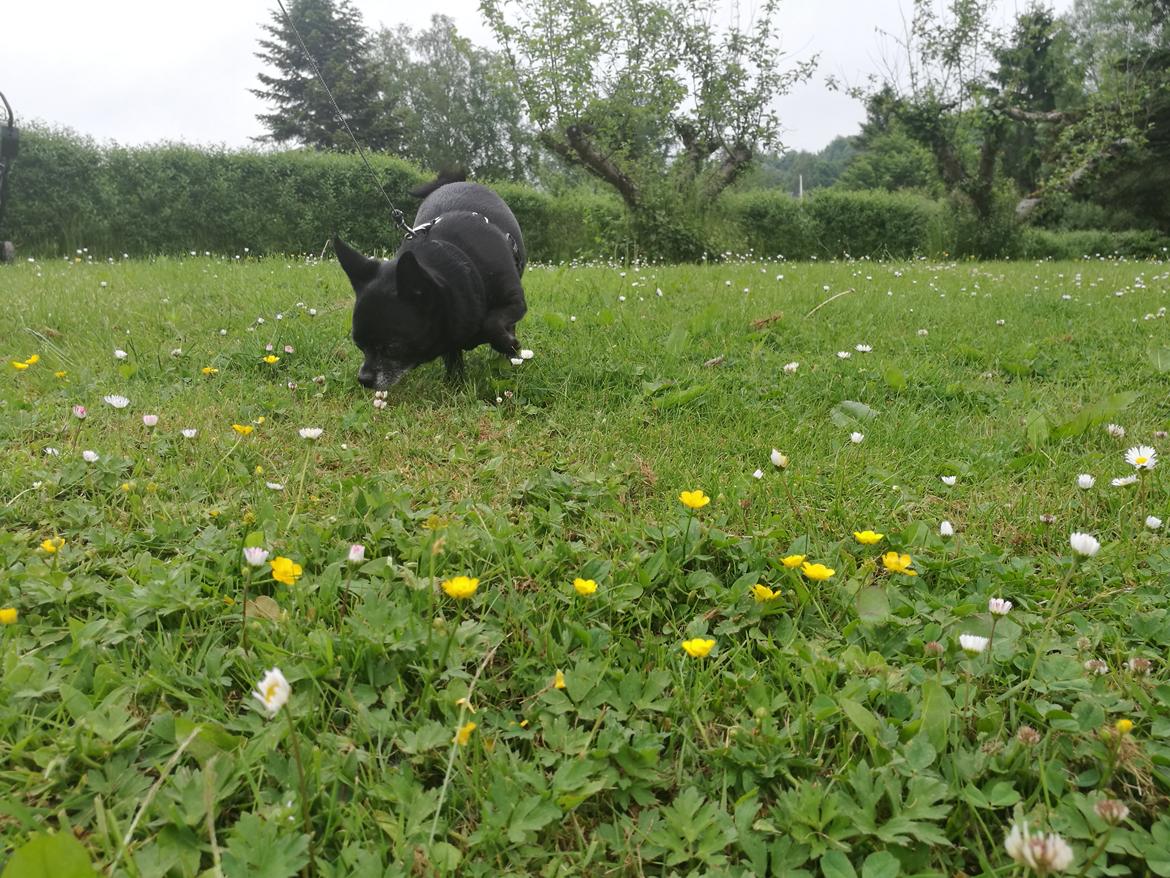 Chihuahua Theo billede 15