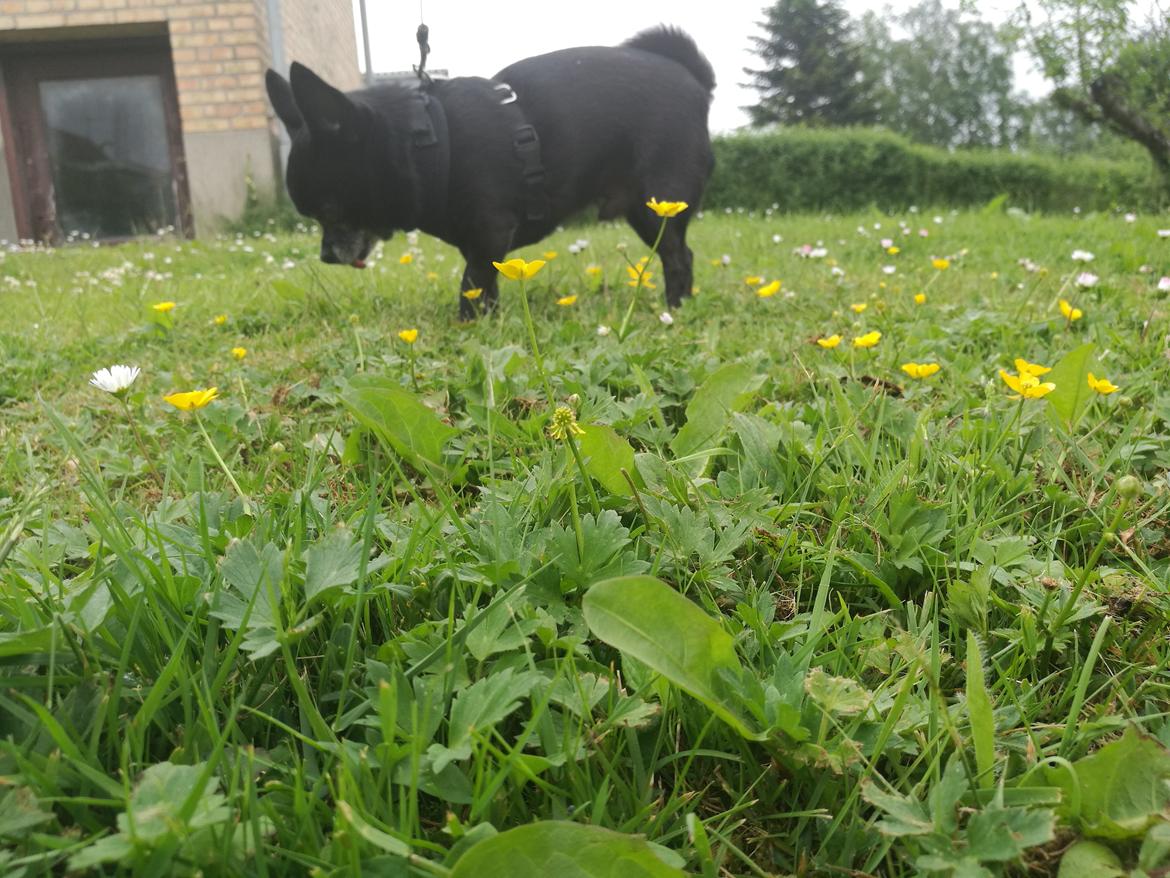 Chihuahua Theo billede 16