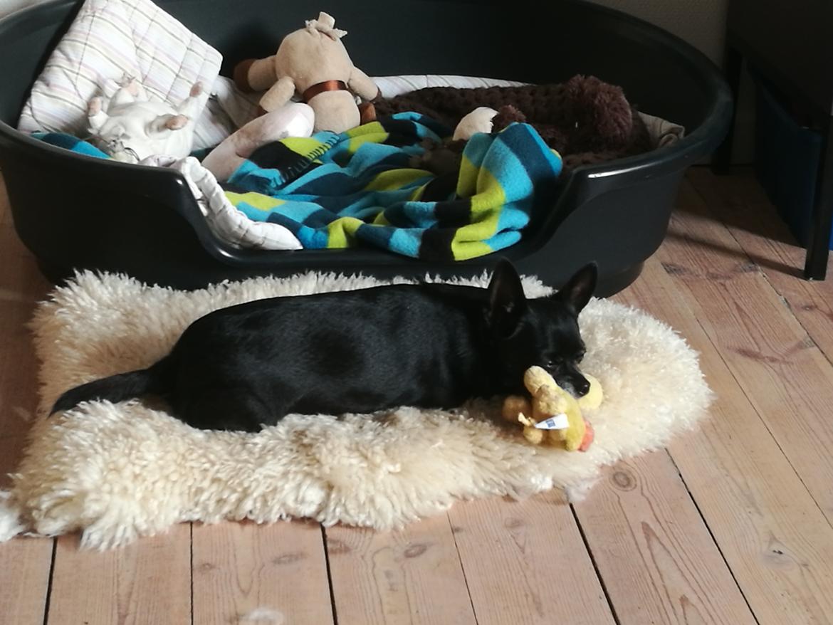 Chihuahua Theo billede 17