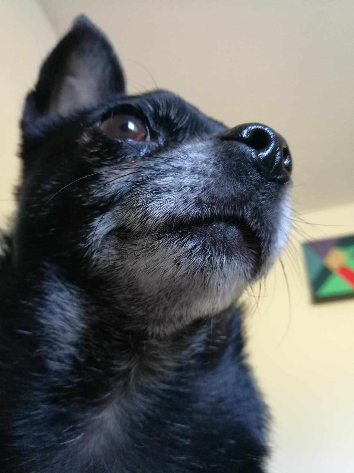 Chihuahua Theo billede 18