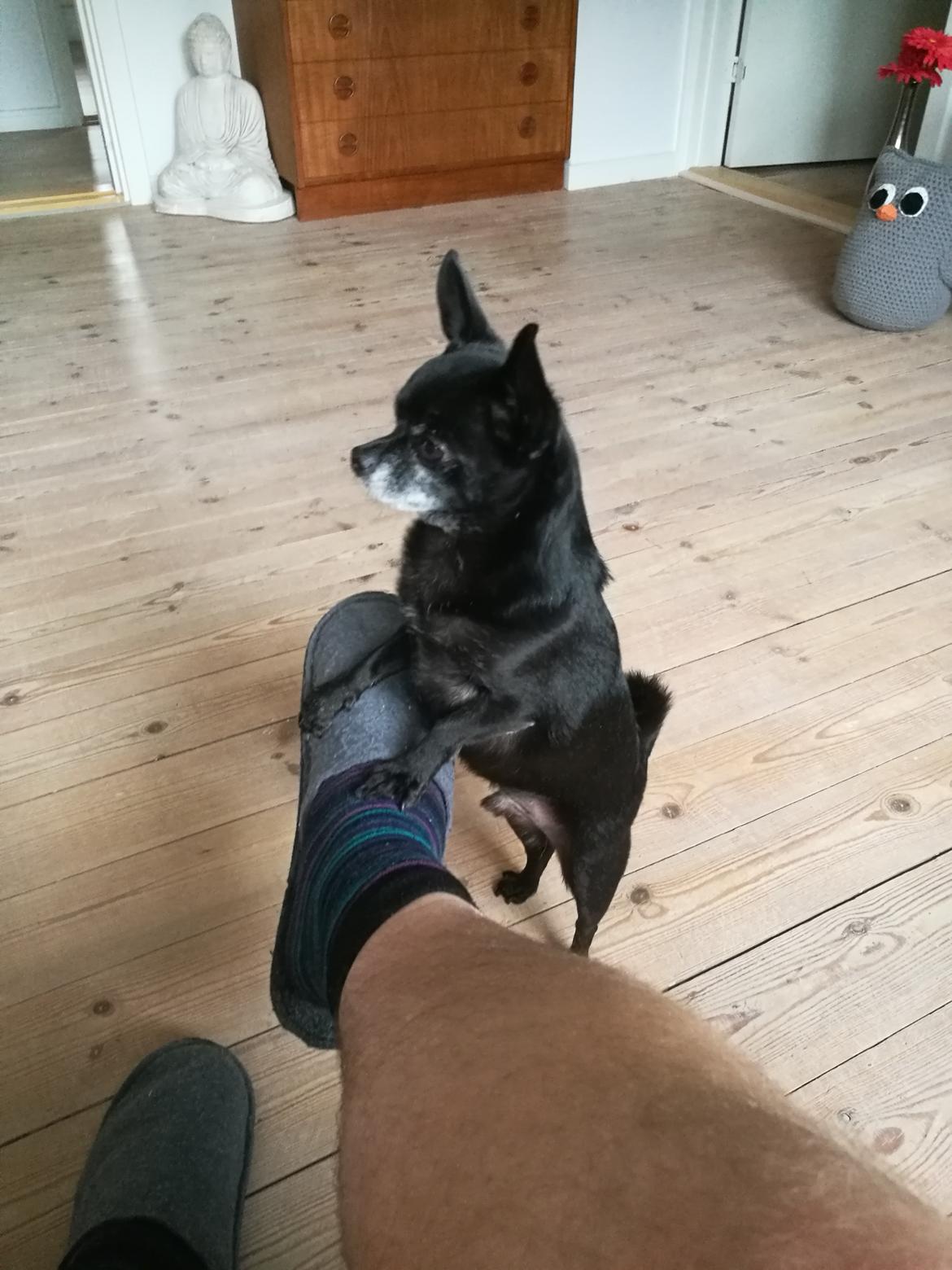 Chihuahua Theo billede 19