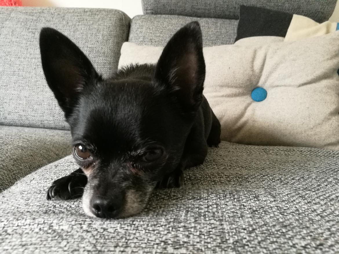 Chihuahua Theo billede 20