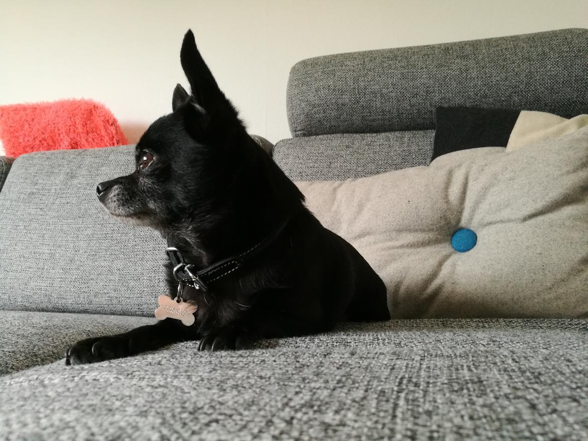 Chihuahua Theo billede 21