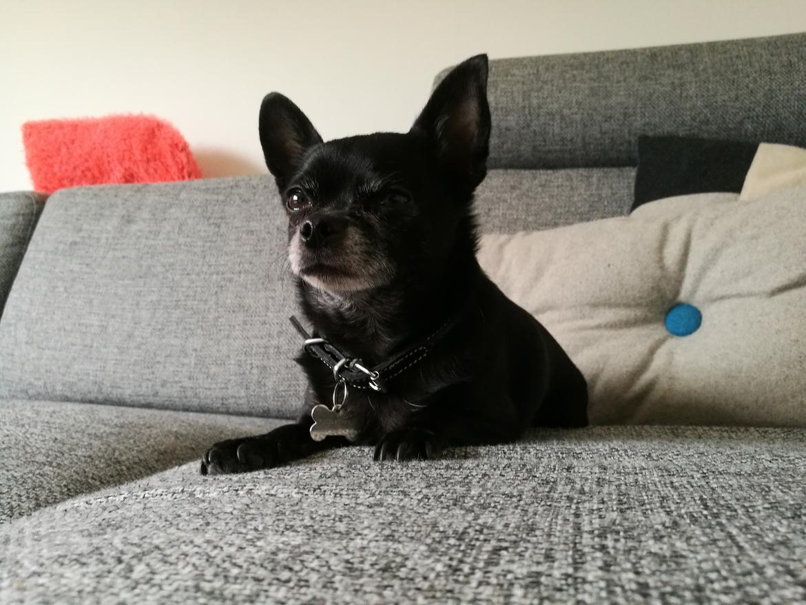 Chihuahua Theo billede 22