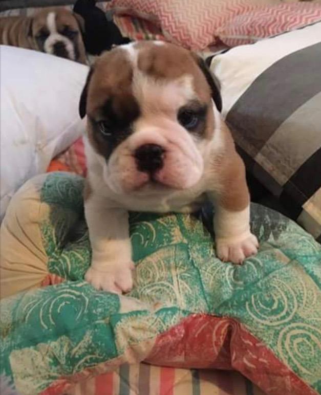 Engelsk bulldog Arnold billede 7