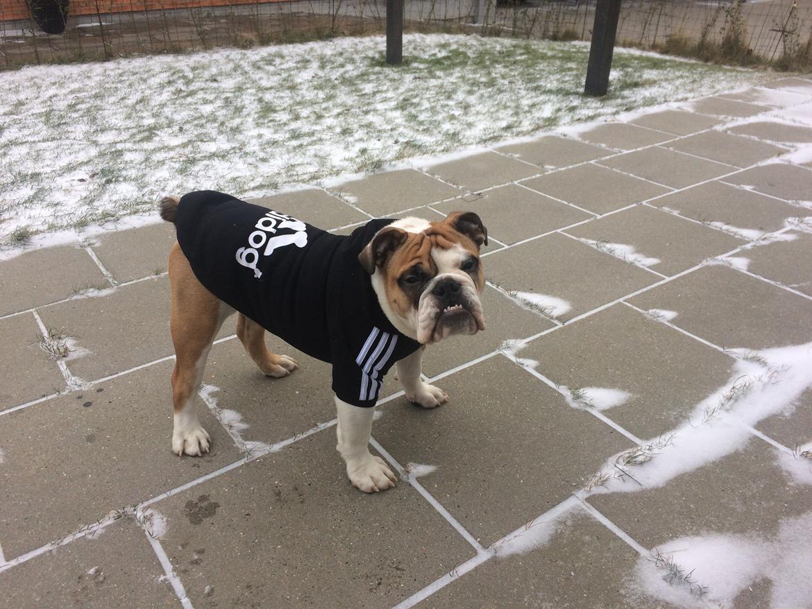 Engelsk bulldog Arnold billede 5