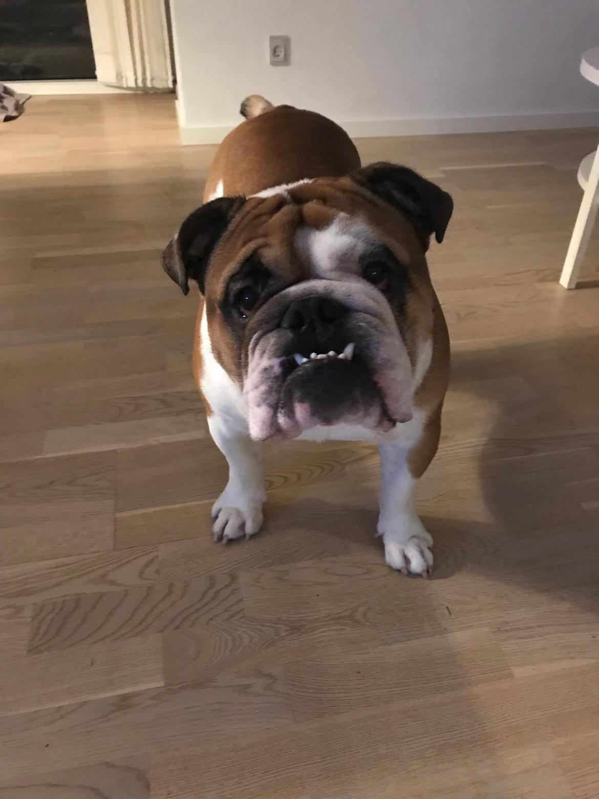 Engelsk bulldog Arnold billede 3