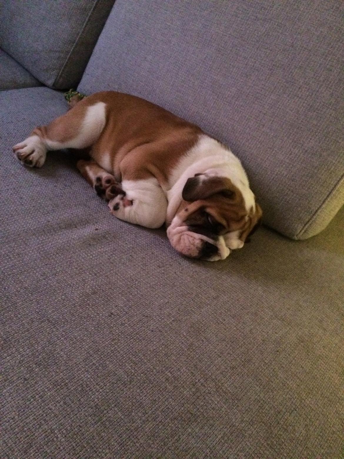 Engelsk bulldog Arnold billede 6