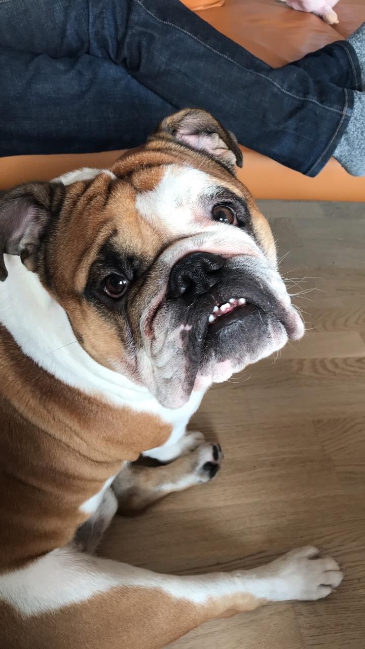 Engelsk bulldog Arnold billede 4