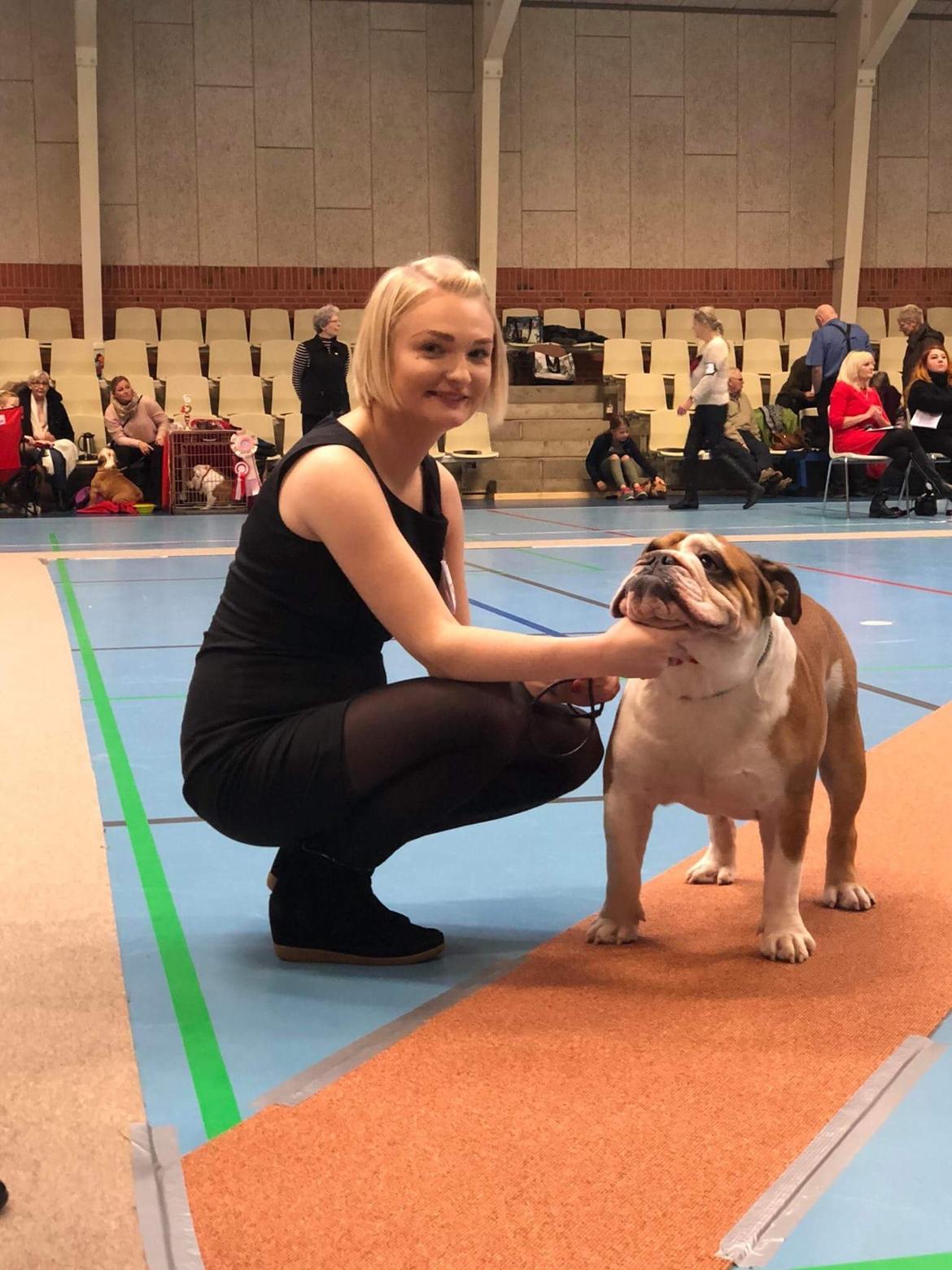 Engelsk bulldog Arnold billede 2