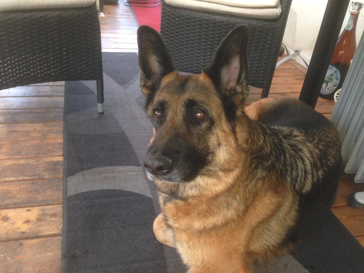 Schæferhund Joni billede 1