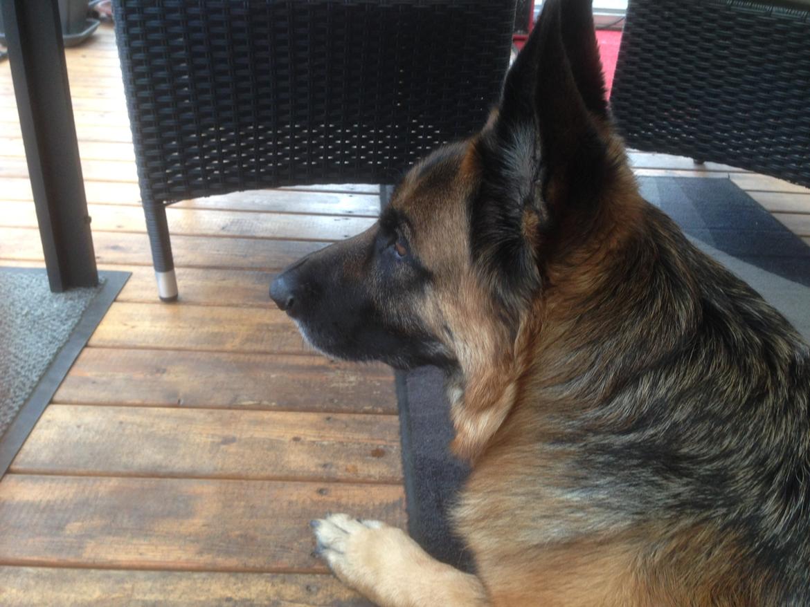 Schæferhund Joni billede 2