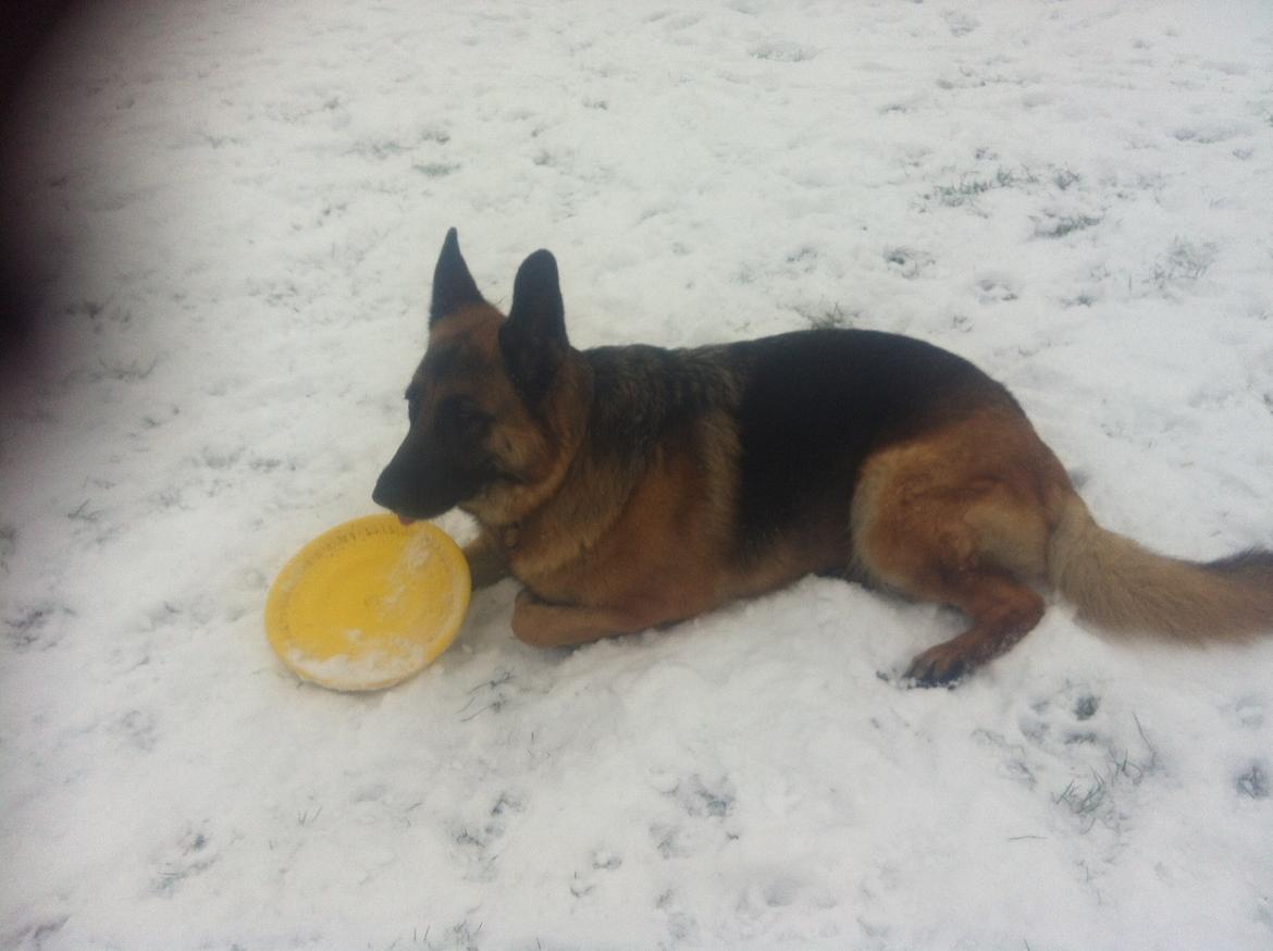 Schæferhund Joni billede 3