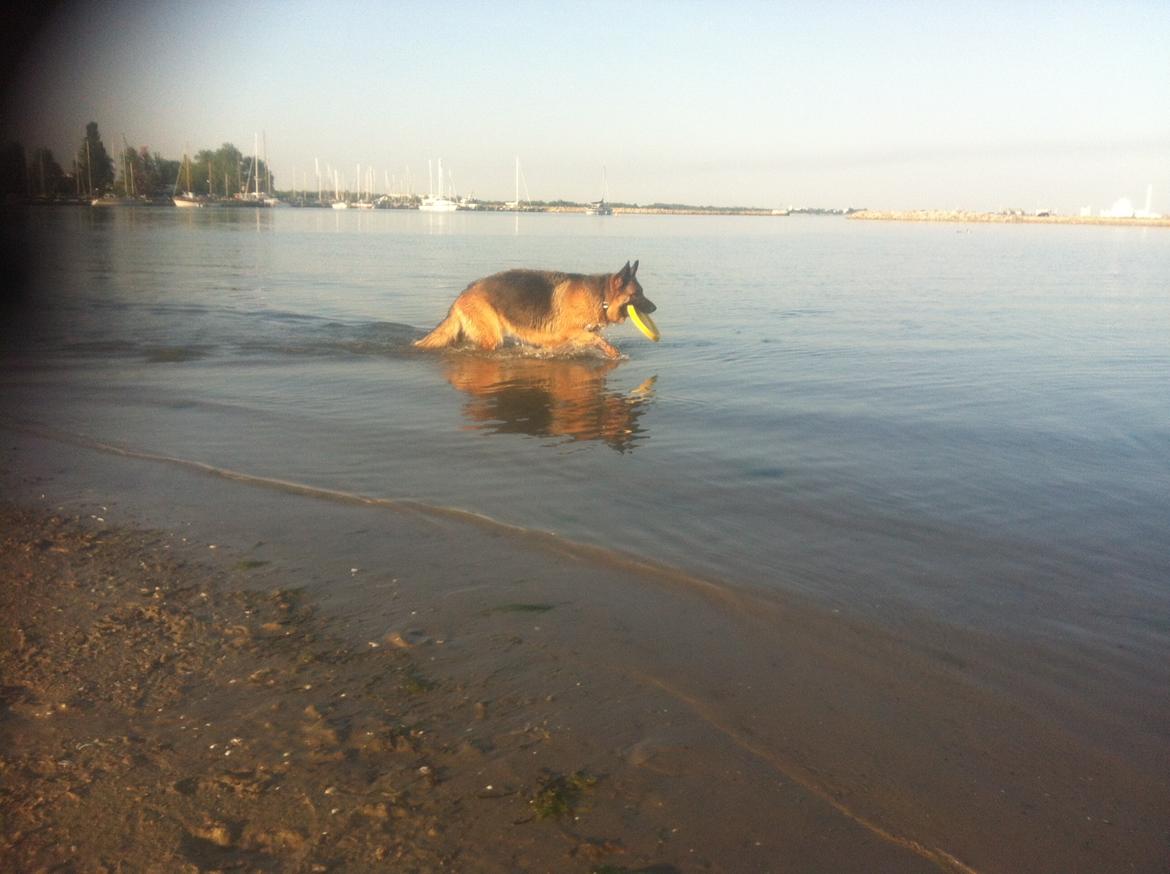 Schæferhund Joni billede 4