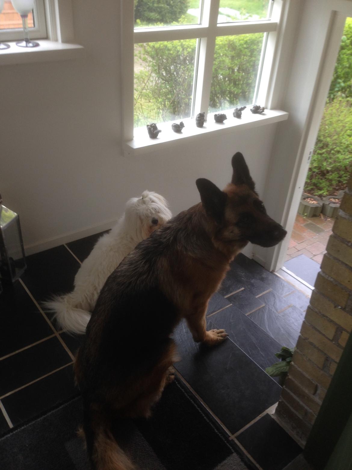 Schæferhund Joni billede 5