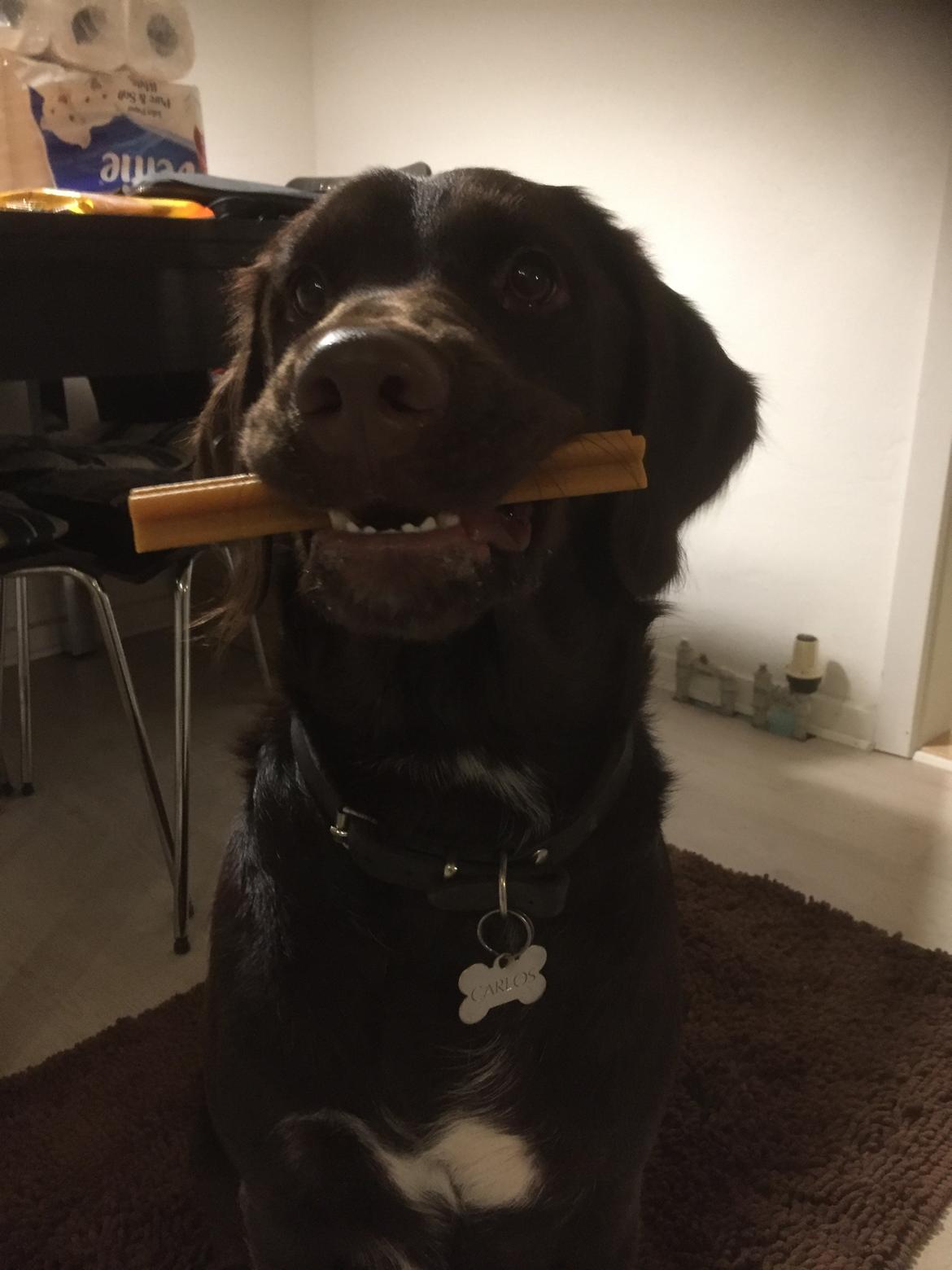 Blanding af racer Carlos billede 14