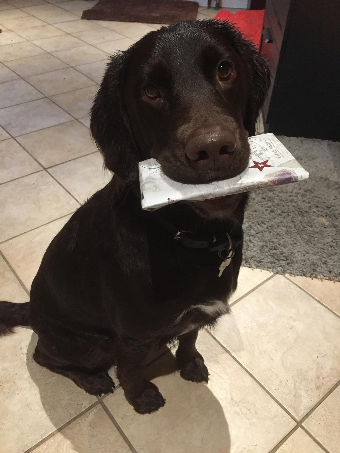 Blanding af racer Carlos billede 15