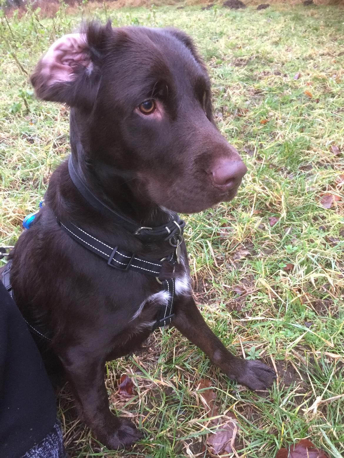 Blanding af racer Carlos billede 16