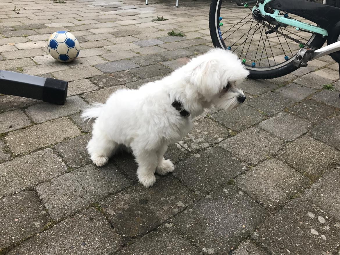 Malteser Buller billede 2