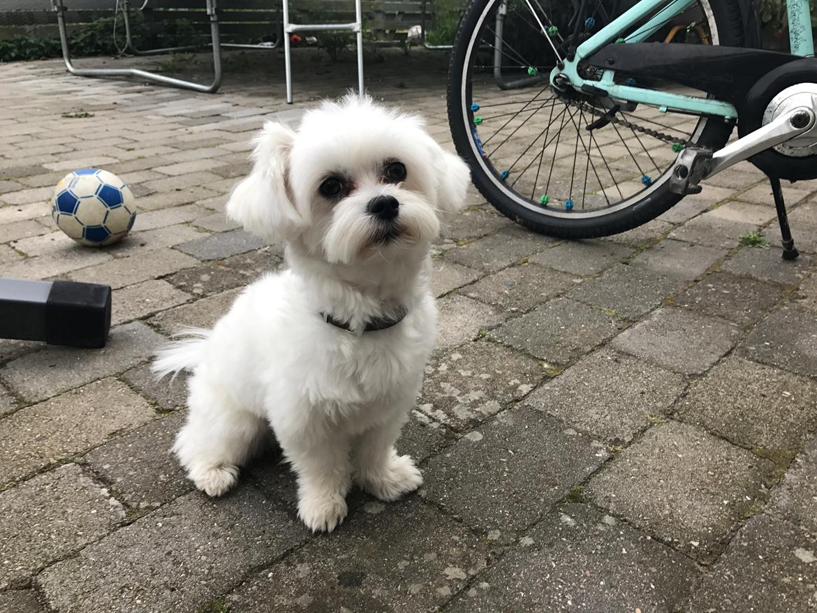 Malteser Buller billede 3