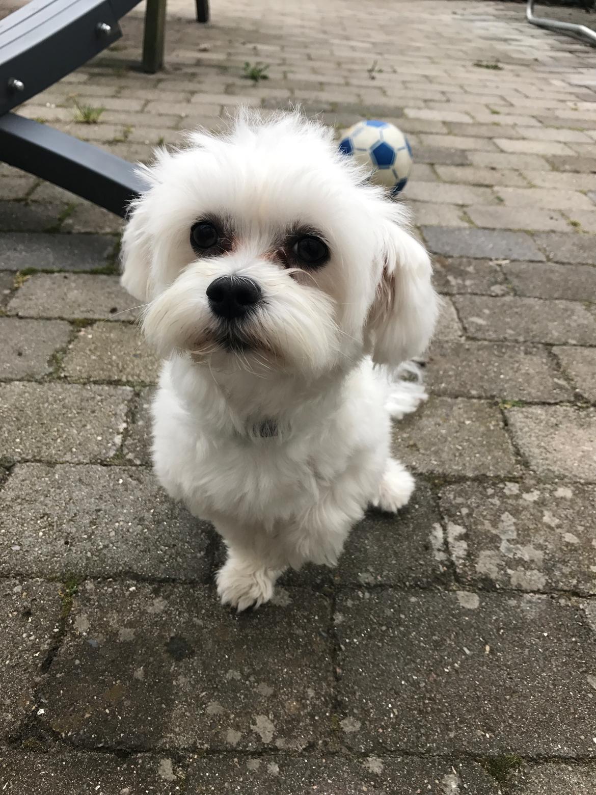 Malteser Buller billede 1