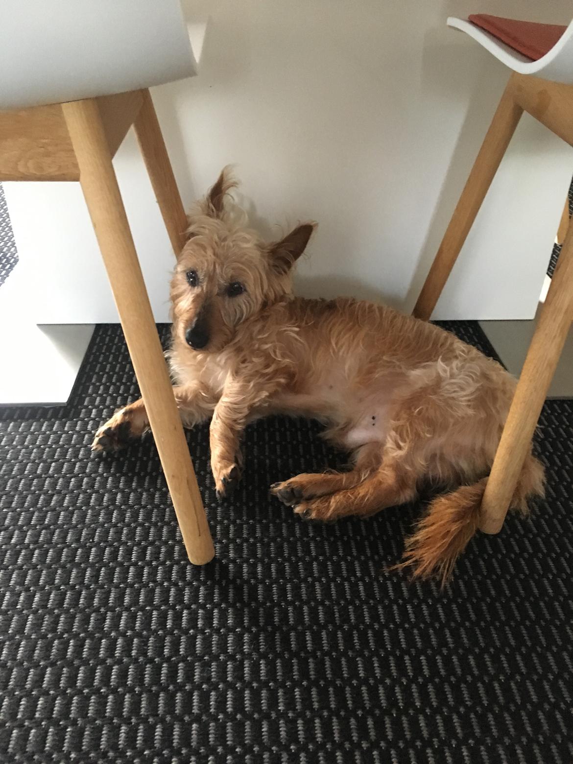 Australsk terrier Quick billede 9