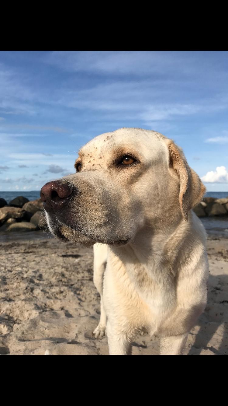Labrador retriever Noah billede 1