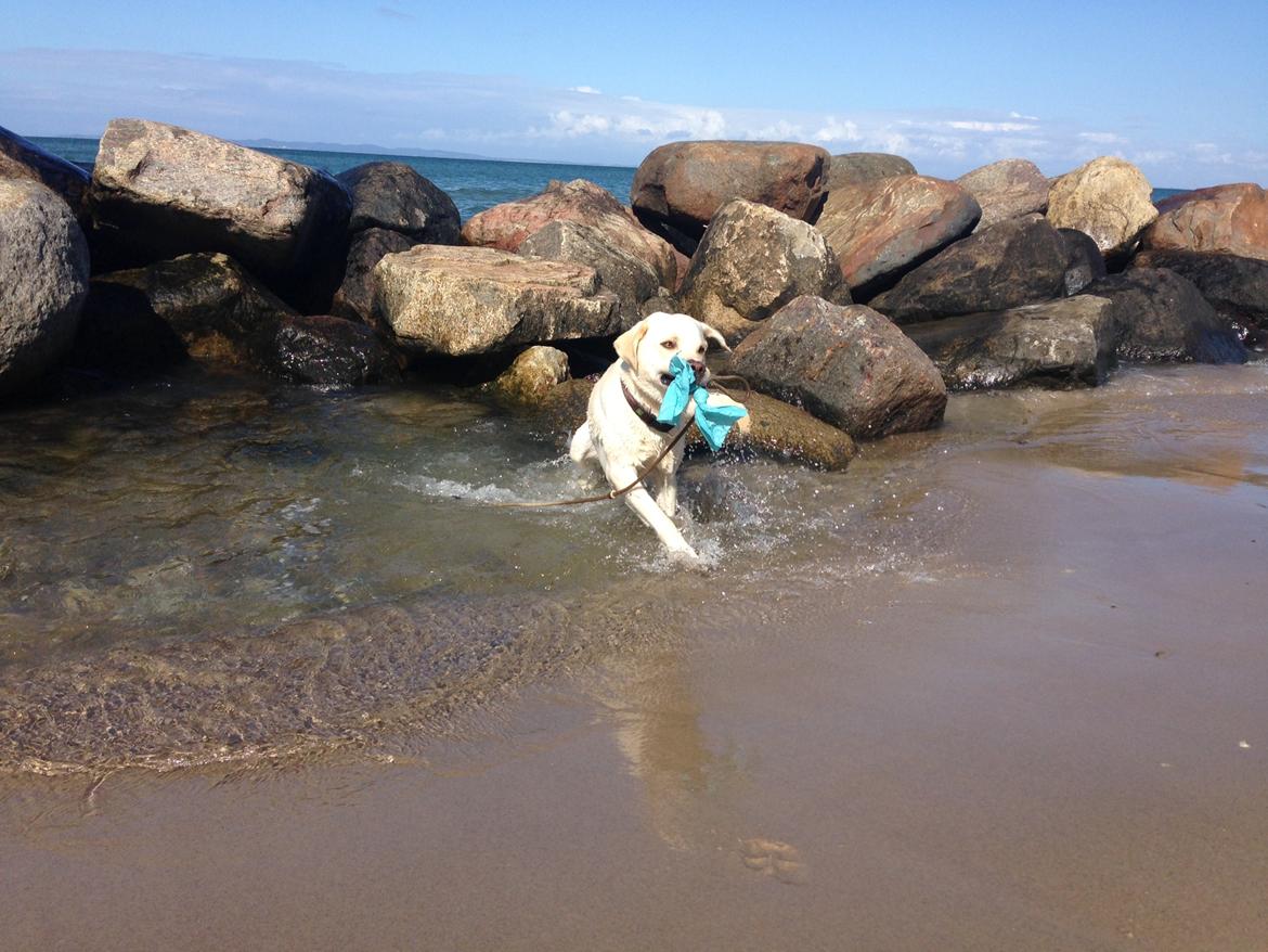 Labrador retriever Noah billede 3