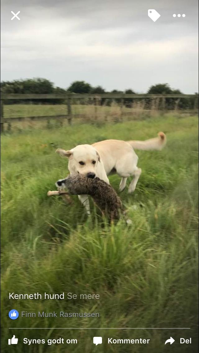 Labrador retriever Noah billede 4