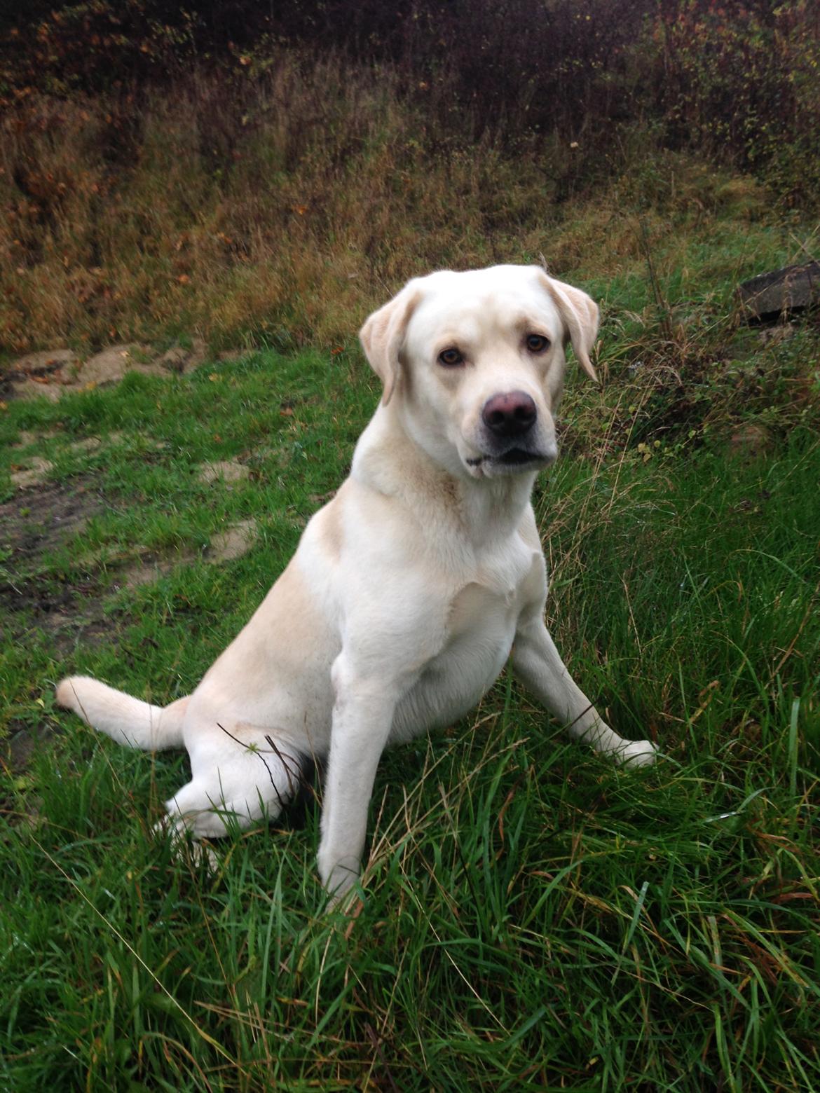 Labrador retriever Noah billede 5