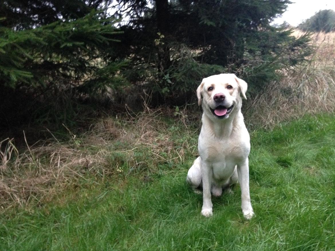 Labrador retriever Noah billede 6