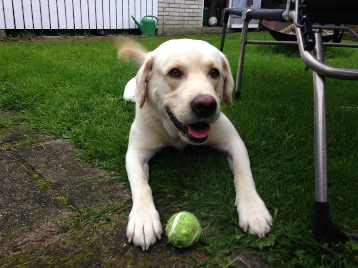 Labrador retriever Noah billede 2