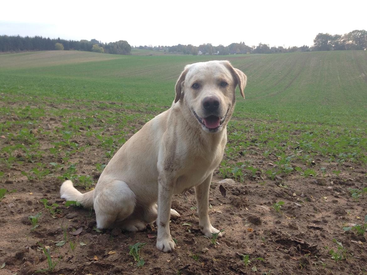 Labrador retriever Noah billede 7